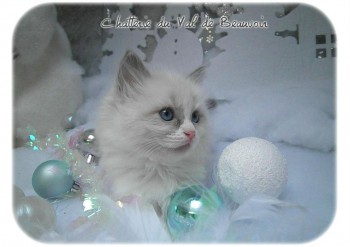 femelle bleu bicolour - Noël - Chatterie Ragdolls du Val de Beauvoir